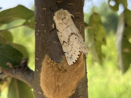 spongy moth laying egg mass on nursery stock