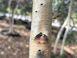 bronze birch borer exit holes