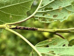 viburnum leaf beetle egg pits