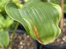 'Andy Murray' hosta with foliar nematodes