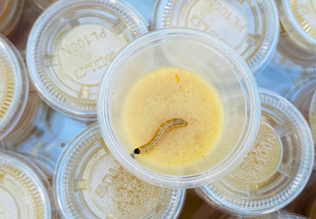 European Corn Borer Larva Sample