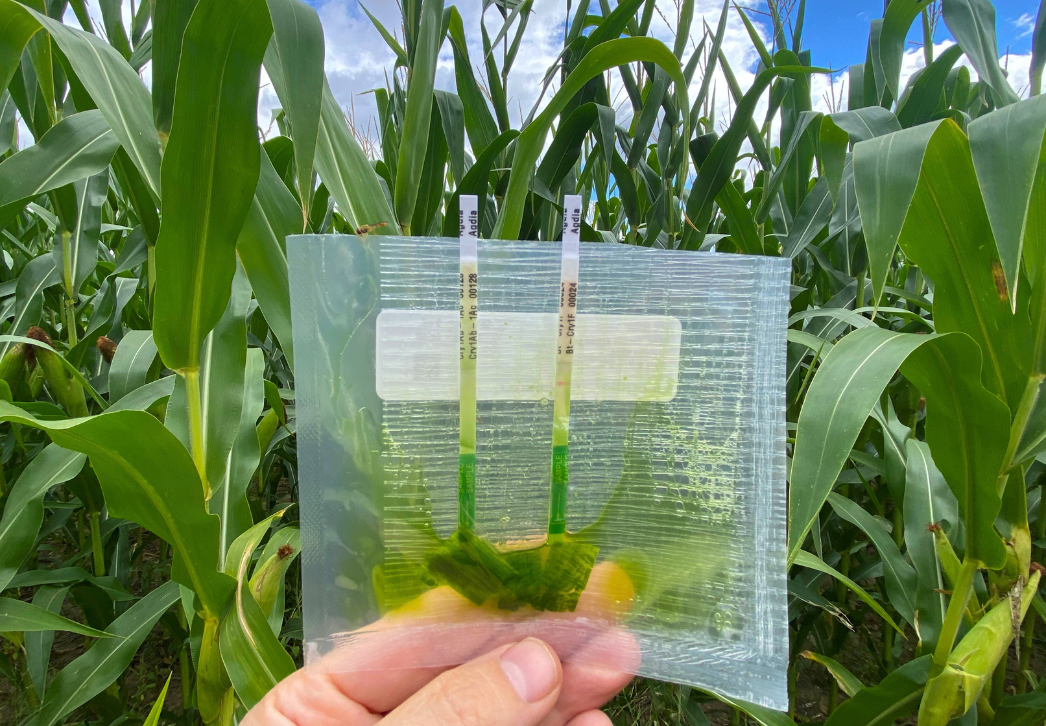 Field Testing for Bt Traits