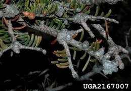 gouting from balsam woolly adelgid