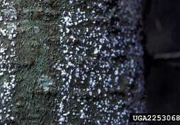 balsam woolly adelgid