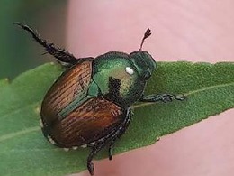 Japanese beetle with winsome fly egg