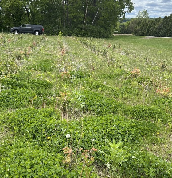 field of fraser fir transplants infected with Phytophthora root rot