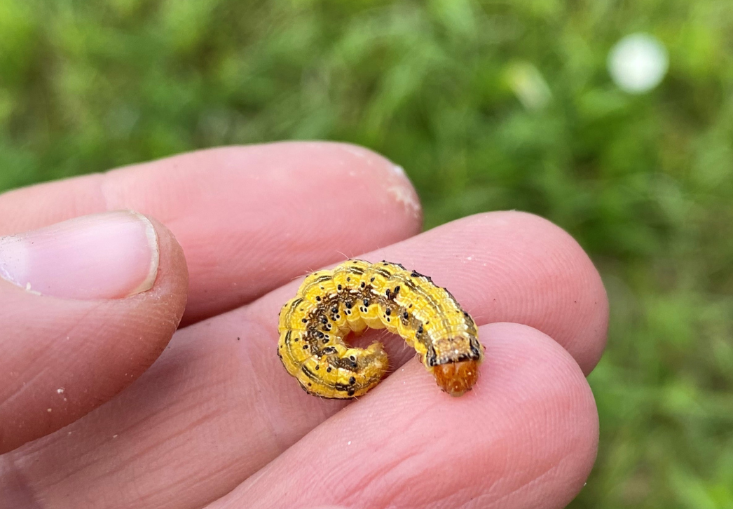 Corn earworm larva