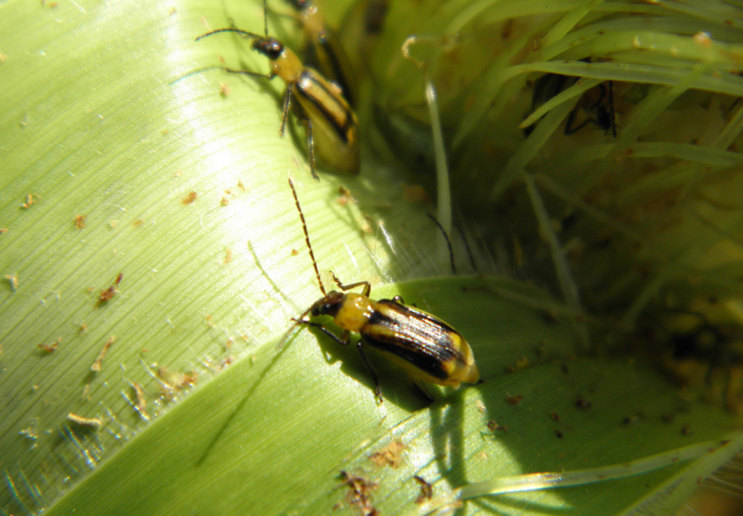 Western corn rootworm beetle