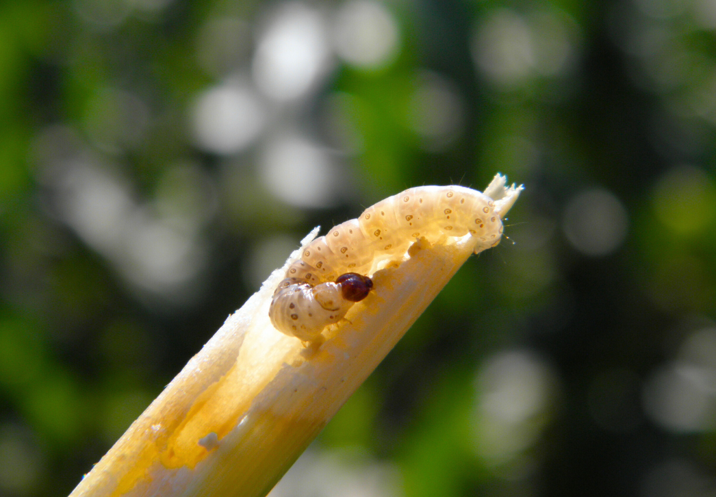 European corn borer larva