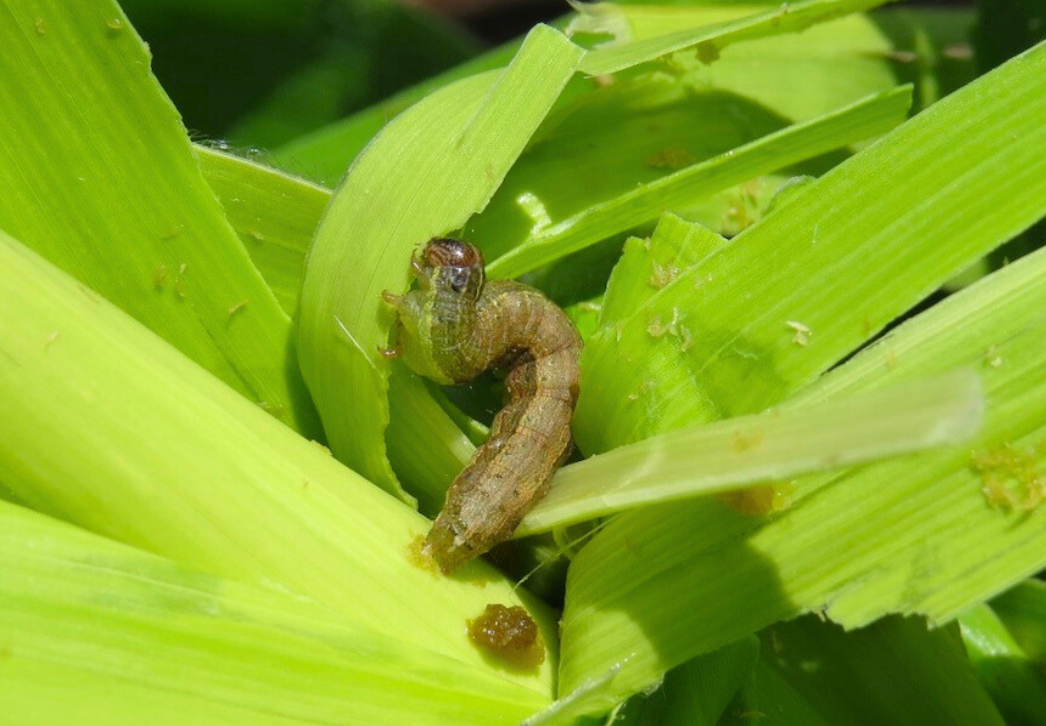 Fall armyworm larva