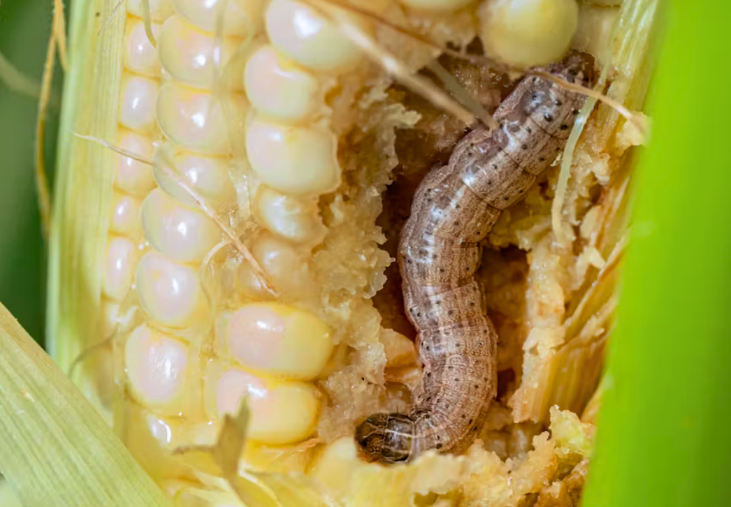 Fall armyworm larva feeding on corn