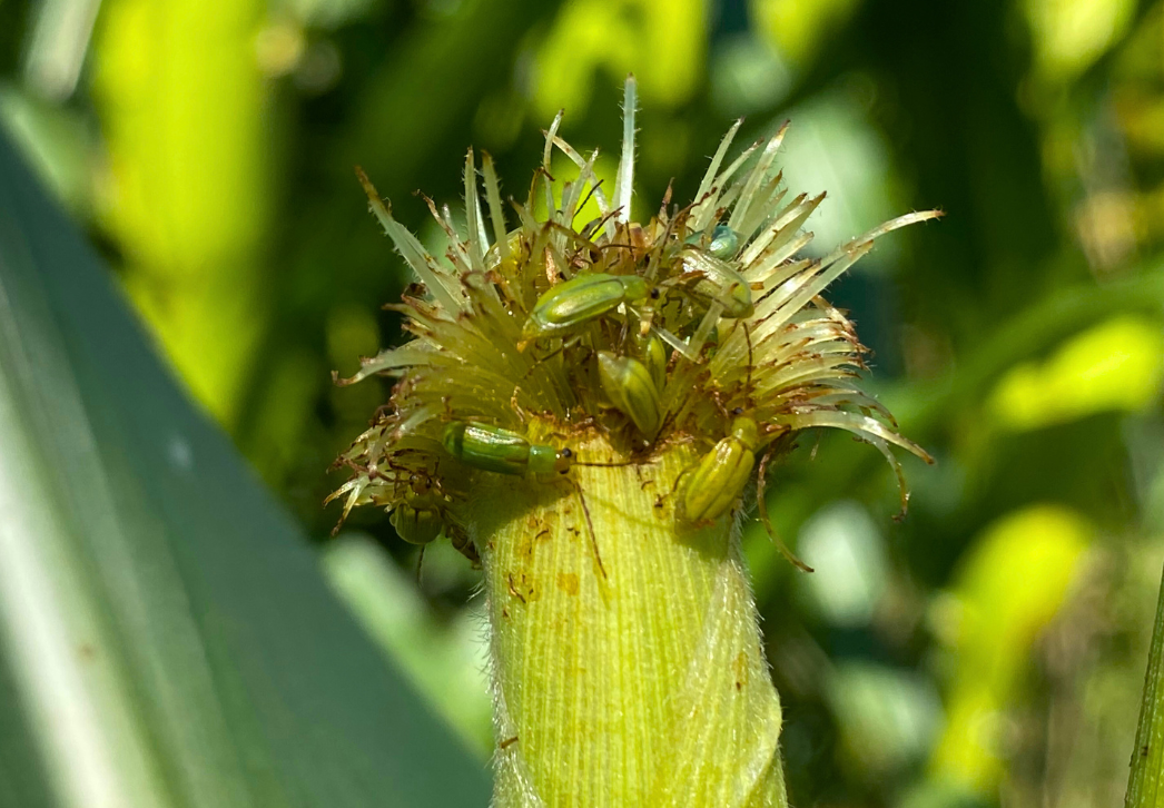 Corn rootworm beetles feeding on corn silks