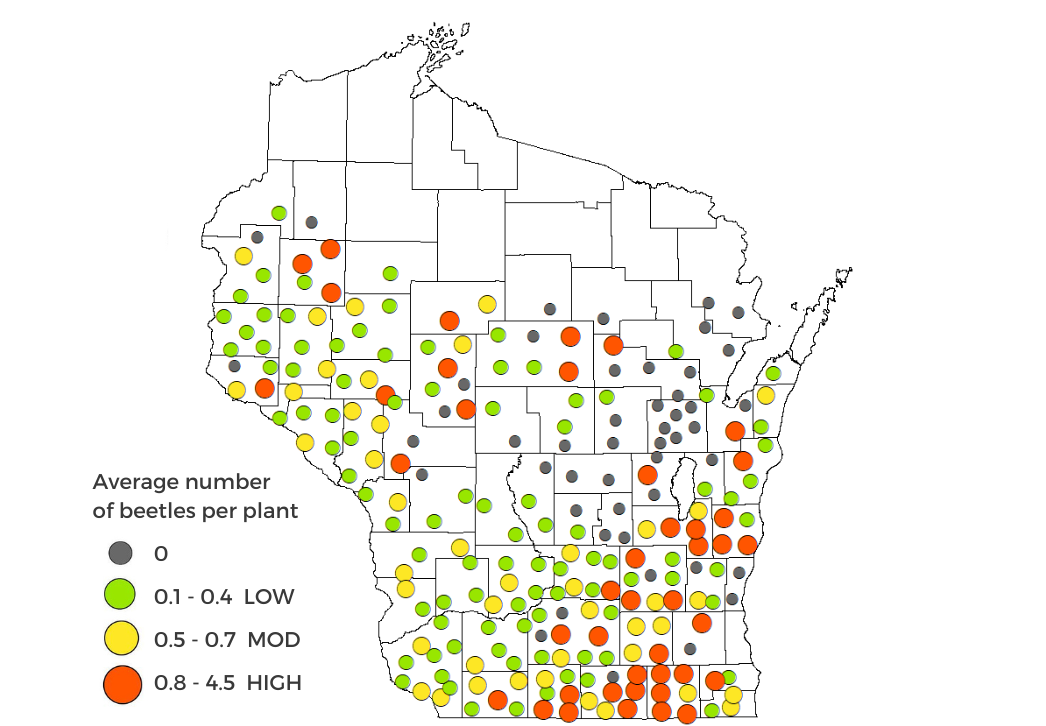 Corn Rootworm Beetle Survey Results 2025
