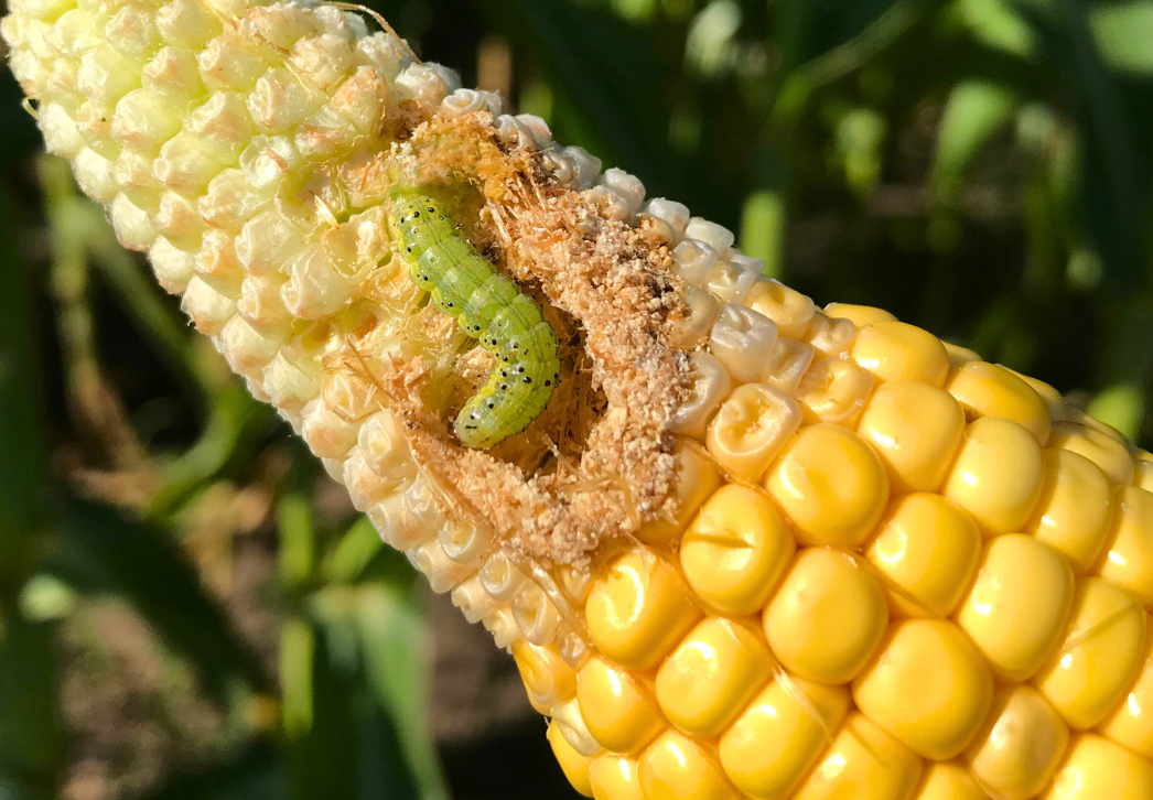 Corn earworm larva