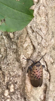 Spotted lanternfly adult in Chicago