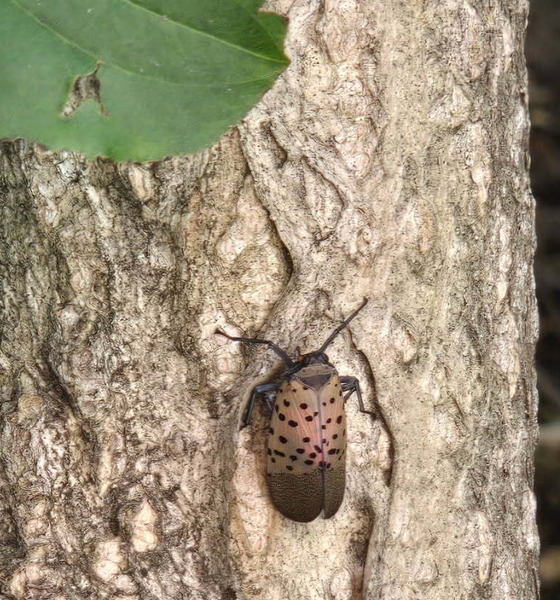 Spotted lanternfly adult in Chicago