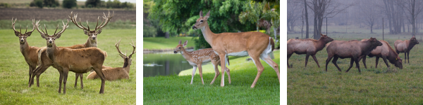 DeerFarmBanner