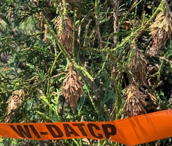 bagworm on arborvitae