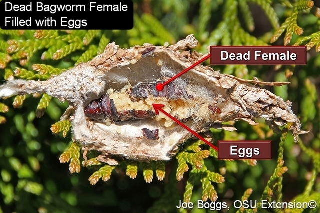 dead bagworm female with eggs