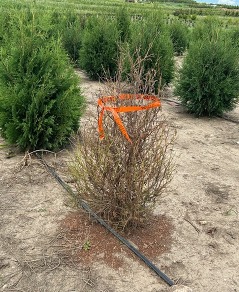 arborvitae defoliated by bagworm