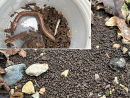 jumping worm and textured soil