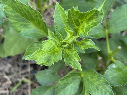 confirmed DMV on Dahlia