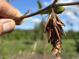 bagworm on beech