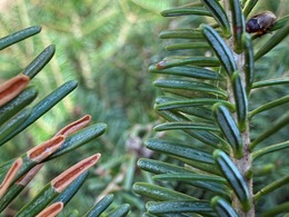 pine leaf beetle and feeding damage on balsam fir