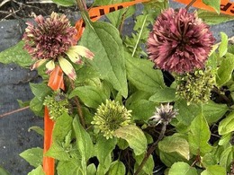 Confirmed aster yellows on echinacea