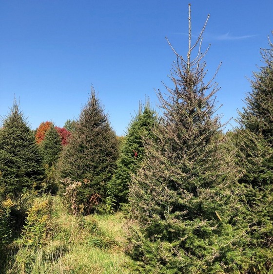 Balsam fir with delphinella