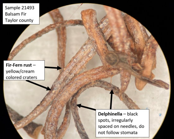 delphinella and fir fern rust under the microscope