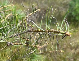 delphinella on concolor fir