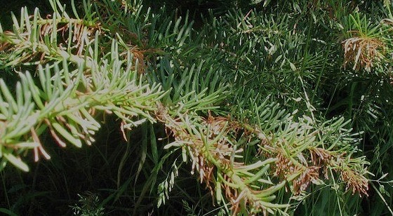 delphinella on balsam fir in June