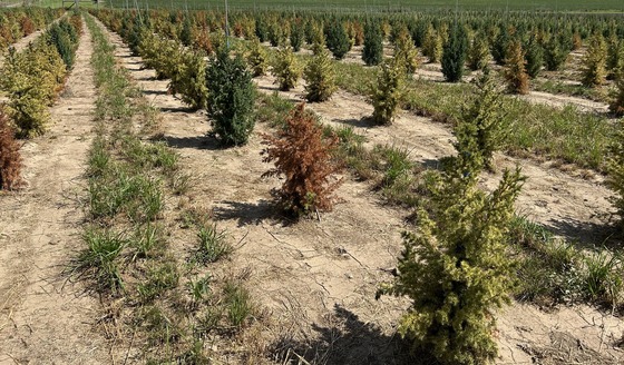 Junipers in the field infected with PhytophthoraAustrocedri