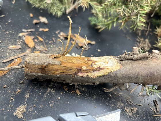 staining under the canker caused by Phytopththora Austrocedri