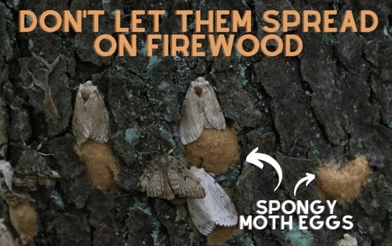 Don't move spongy moth egg masses on firewood
