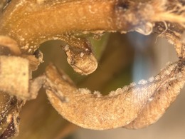 boxwood blight spores under the scope