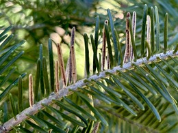 lirula needlecast on balsam