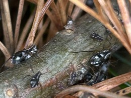 white pine aphids on white pine