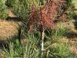 dead leader from white pine weevil