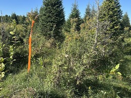 balsam trees dying from nearby ant colonies