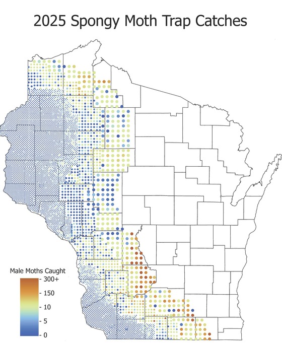 2025 Spongy moth trap catch map