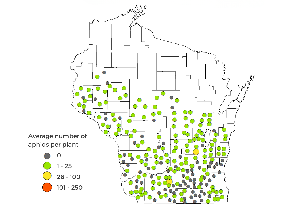 Soybean Aphid Survey Results 2025 Map