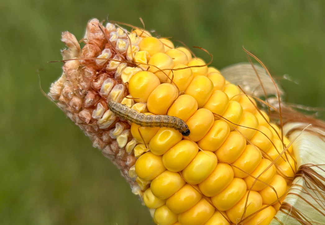 European corn borer larva