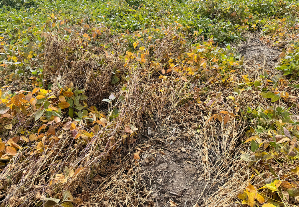 Red Crown Rot of Soybeans New State Record