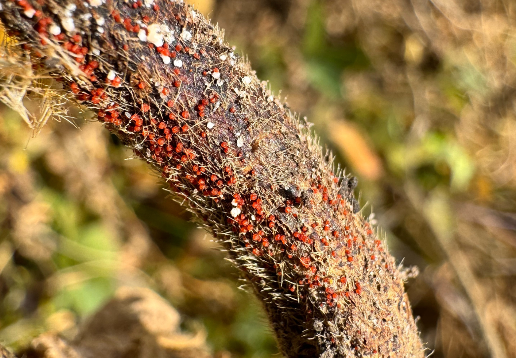 Red crown rot fungal structures on soybean stem
