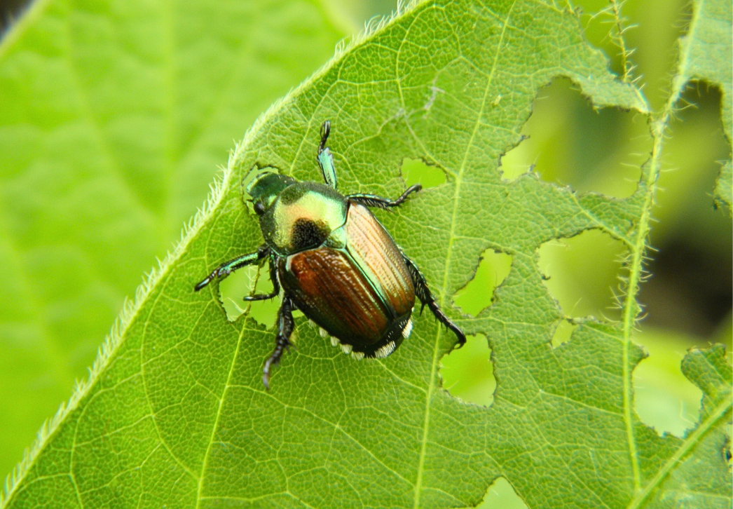 Japanese beetle feeding on soybean leaf