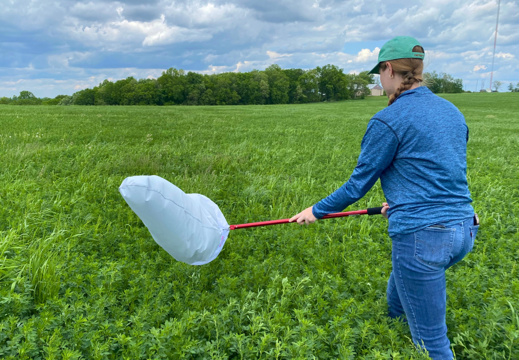 Sweeping an alfalfa field