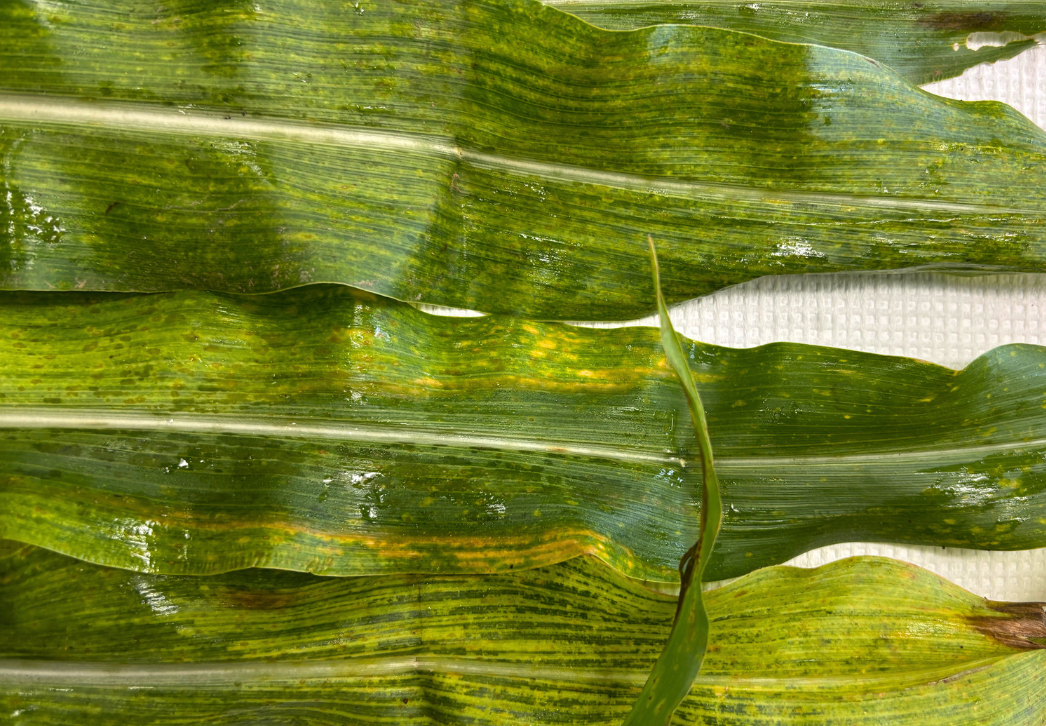 Sugarcane mosaic virus in corn leaf sample