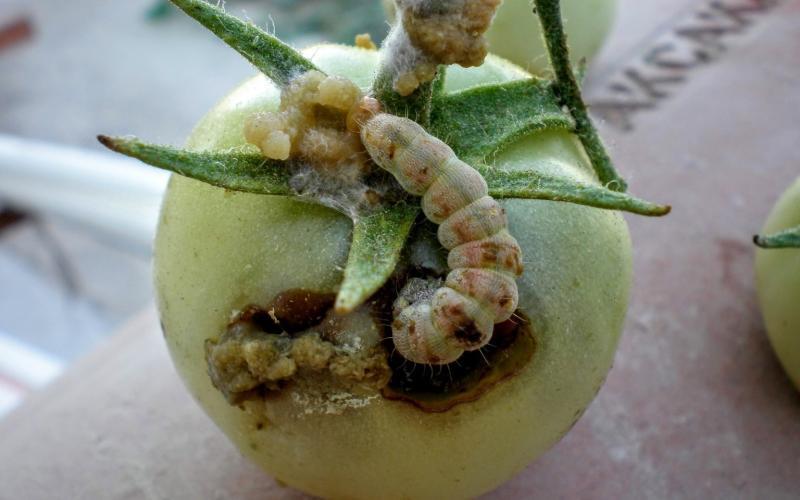 OWB caterpillar (larva) damaging tomato